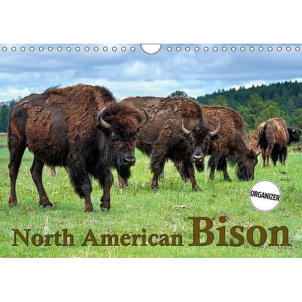 North American Bison (Wall Calendar 2019 DIN A4 Landscape), Dieter-M. Wilczek