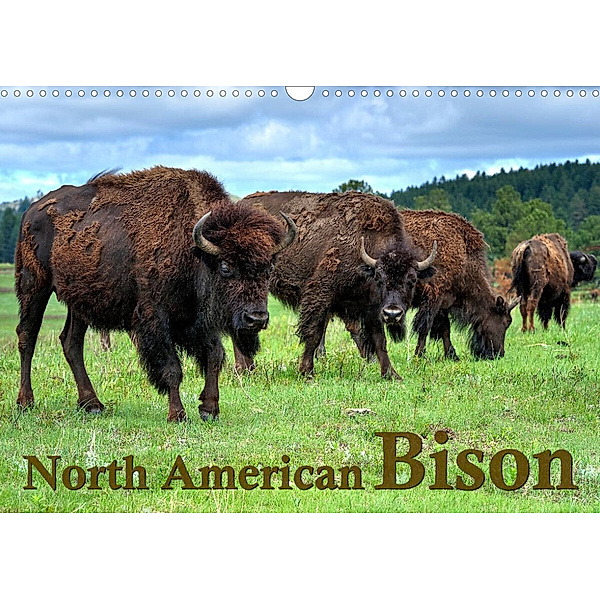 North American Bison (Wall Calendar 2023 DIN A3 Landscape), Dieter Wilczek