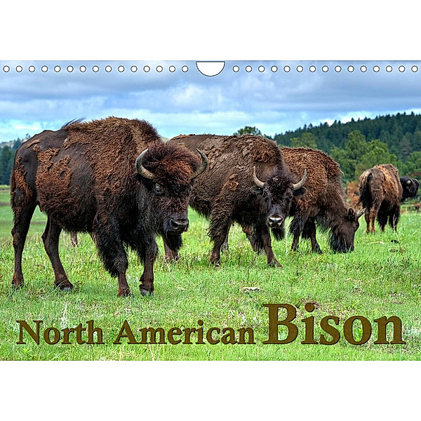 North American Bison (Wall Calendar 2023 DIN A4 Landscape), Dieter Wilczek