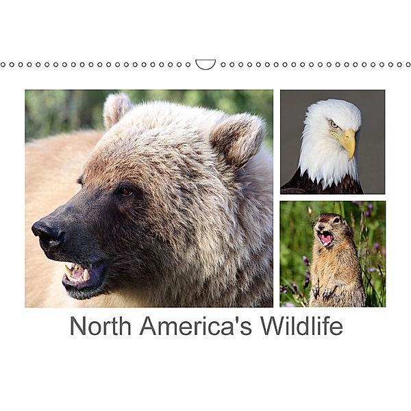 North America's Wildlife (Wall Calendar 2018 DIN A3 Landscape), Carsten Braue