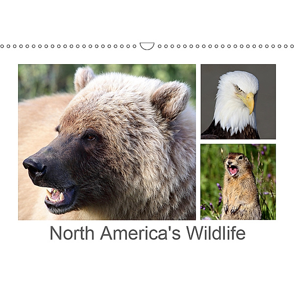 North America's Wildlife (Wall Calendar 2019 DIN A3 Landscape), Carsten Braue