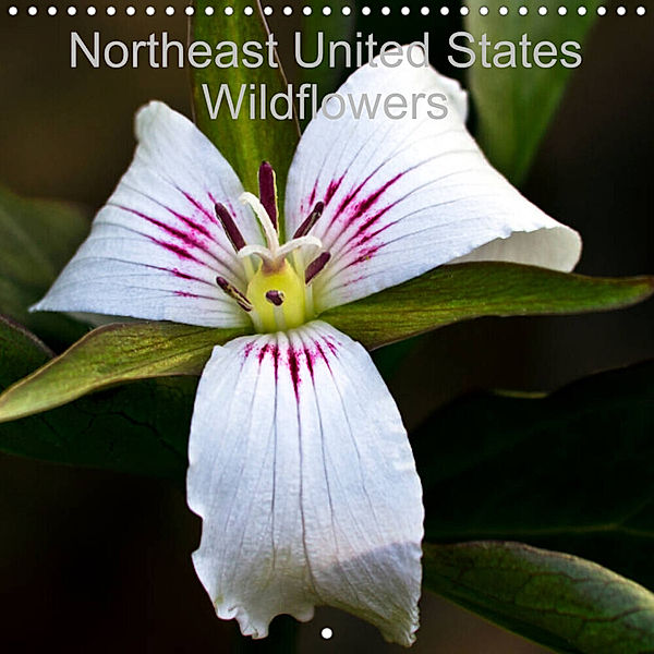 Northeast United States Wildflowers (Wall Calendar 2023 300 × 300 mm Square), Michael P. Gadomski