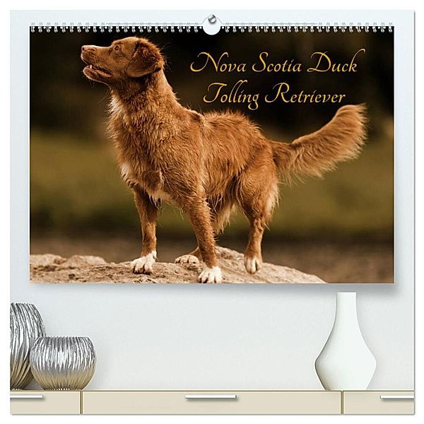 Nova Scotia Duck Tolling Retriever (hochwertiger Premium Wandkalender 2024 DIN A2 quer), Kunstdruck in Hochglanz, Beatrice Müller Hundefotowerk