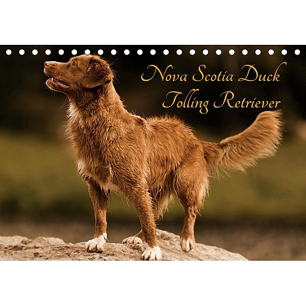 Nova Scotia Duck Tolling Retriever (Tischkalender 2021 DIN A5 quer), Beatrice Müller Hundefotowerk