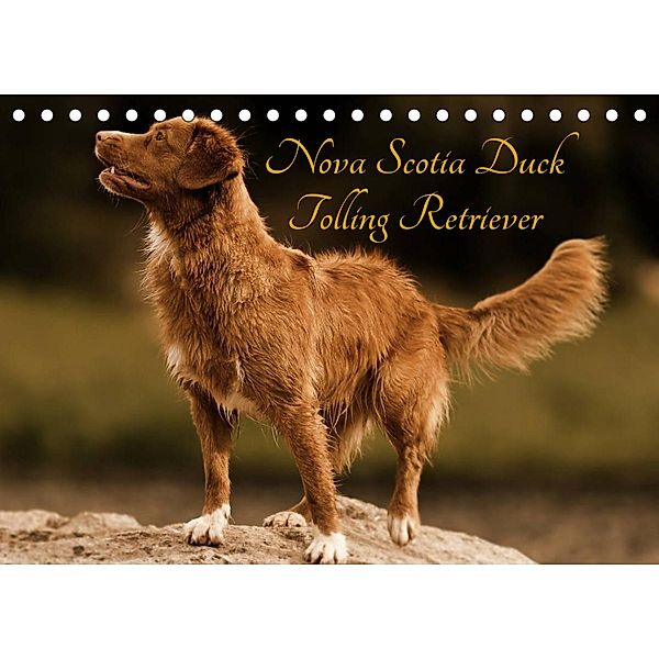 Nova Scotia Duck Tolling Retriever (Tischkalender 2023 DIN A5 quer), Beatrice Müller Hundefotowerk