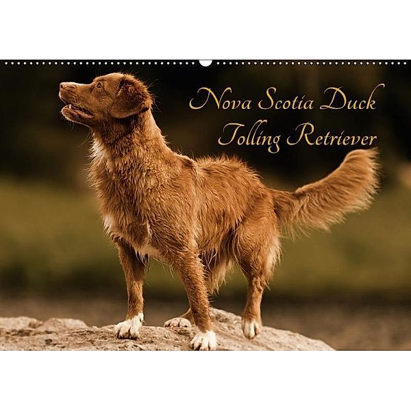 Nova Scotia Duck Tolling Retriever (Wandkalender 2017 DIN A2 quer), Beatrice Müller Hundefotowerk