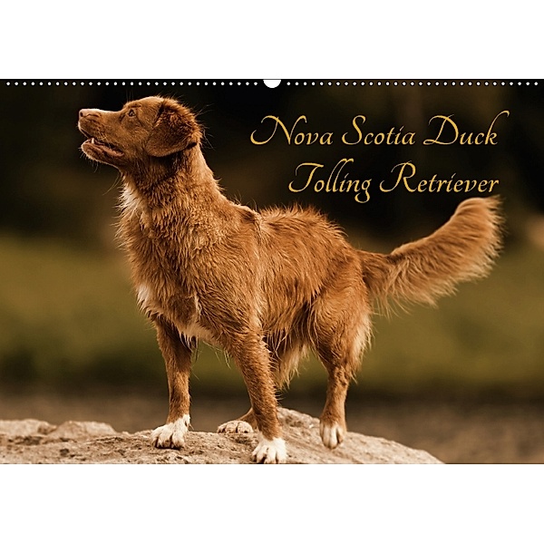 Nova Scotia Duck Tolling Retriever (Wandkalender 2018 DIN A2 quer) Dieser erfolgreiche Kalender wurde dieses Jahr mit gl, Beatrice Müller Hundefotowerk