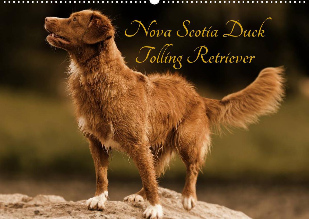 Nova Scotia Duck Tolling Retriever (Wandkalender 2023 DIN A2 quer)