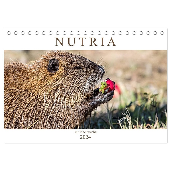 NUTRIA mit Nachwuchs (Tischkalender 2024 DIN A5 quer), CALVENDO Monatskalender, Schnellewelten