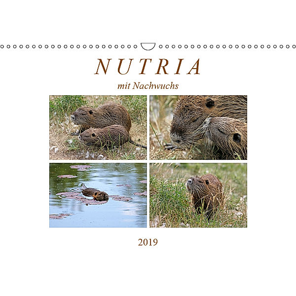 NUTRIA mit Nachwuchs (Wandkalender 2019 DIN A3 quer), SchnelleWelten