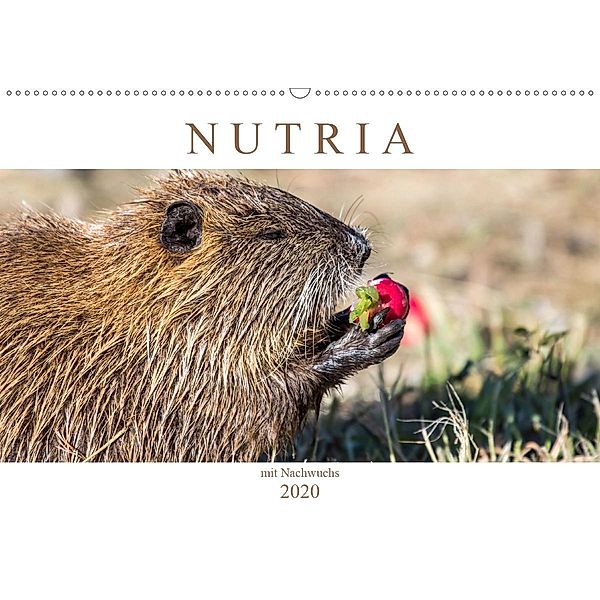 NUTRIA mit Nachwuchs (Wandkalender 2020 DIN A2 quer)