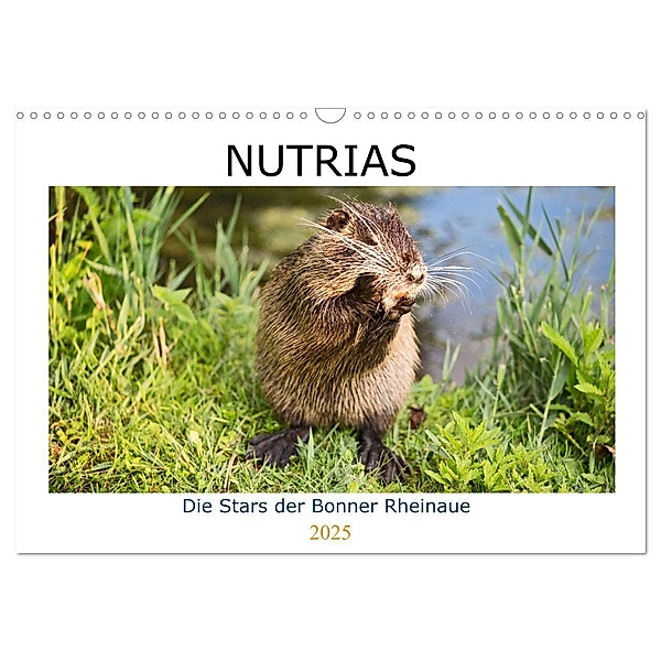 NUTRIAS - Die Stars der Bonner Rheinaue (Wandkalender 2025 DIN A3 quer), CALVENDO Monatskalender, Calvendo, U boeTtchEr