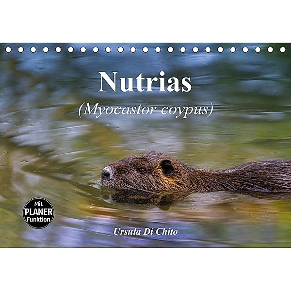 Nutrias (Myocastor coypus) (Tischkalender 2018 DIN A5 quer) Dieser erfolgreiche Kalender wurde dieses Jahr mit gleichen, Ursula Di Chito
