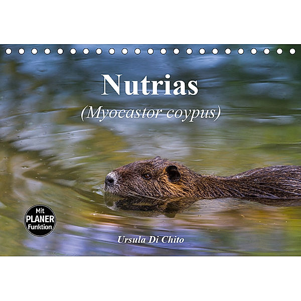 Nutrias (Myocastor coypus) (Tischkalender 2019 DIN A5 quer), Ursula Di Chito
