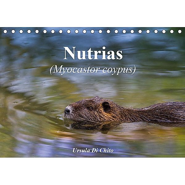 Nutrias (Myocastor coypus) (Tischkalender 2020 DIN A5 quer), Ursula Di Chito