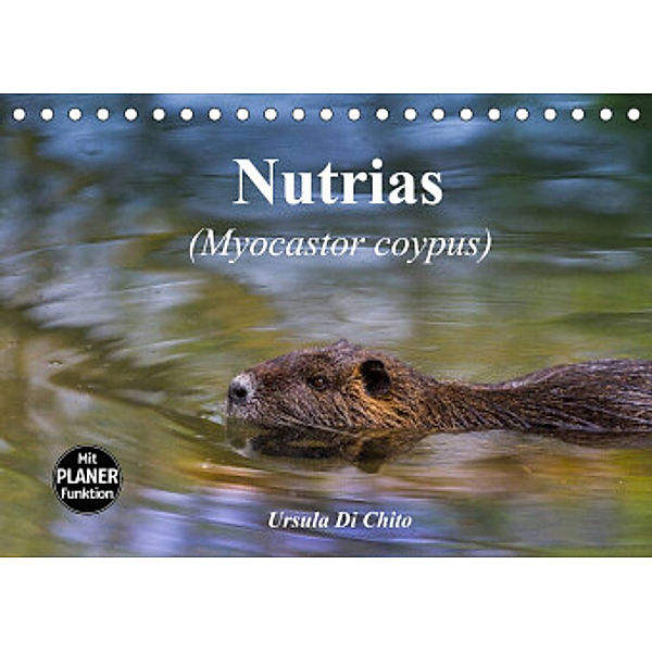 Nutrias (Myocastor coypus) (Tischkalender 2022 DIN A5 quer), Ursula Di Chito