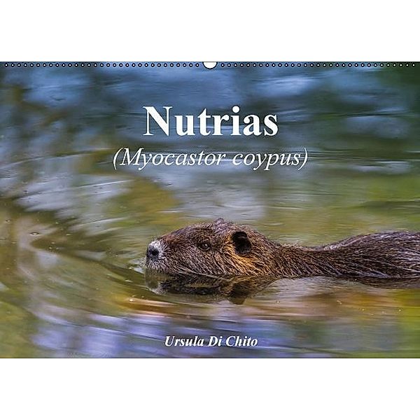 Nutrias (Myocastor coypus) (Wandkalender 2017 DIN A2 quer), Ursula Di Chito