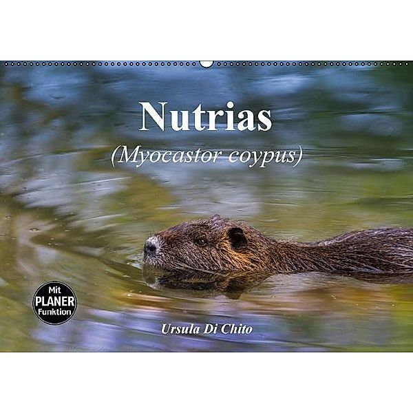 Nutrias (Myocastor coypus) (Wandkalender 2017 DIN A2 quer), Ursula Di Chito