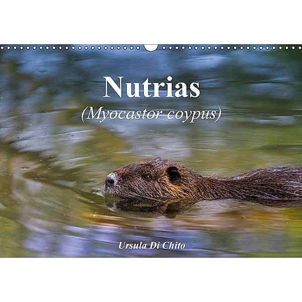 Nutrias (Myocastor coypus) (Wandkalender 2017 DIN A3 quer), Ursula Di Chito