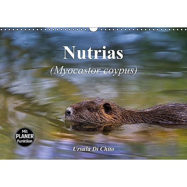 Nutrias (Myocastor coypus) (Wandkalender 2017 DIN A3 quer), Ursula Di Chito