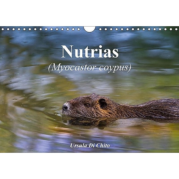 Nutrias (Myocastor coypus) (Wandkalender 2017 DIN A4 quer), Ursula Di Chito