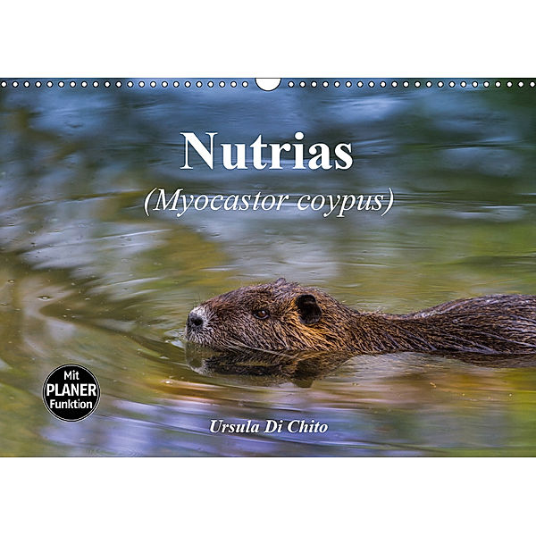 Nutrias (Myocastor coypus) (Wandkalender 2019 DIN A3 quer), Ursula Di Chito