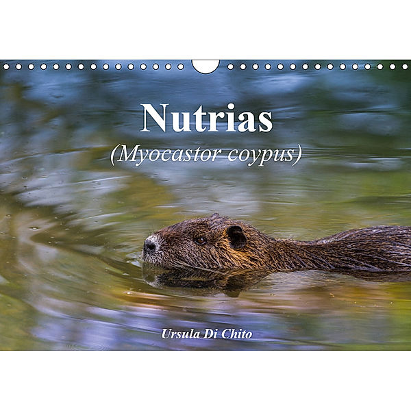 Nutrias (Myocastor coypus) (Wandkalender 2019 DIN A4 quer), Ursula Di Chito