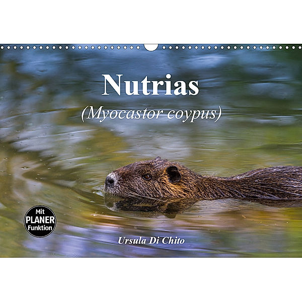 Nutrias (Myocastor coypus) (Wandkalender 2020 DIN A3 quer), Ursula Di Chito