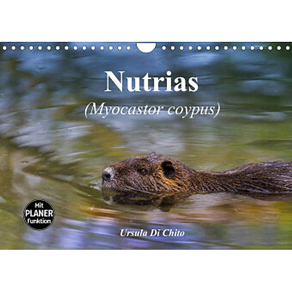 Nutrias (Myocastor coypus) (Wandkalender 2022 DIN A4 quer), Ursula Di Chito
