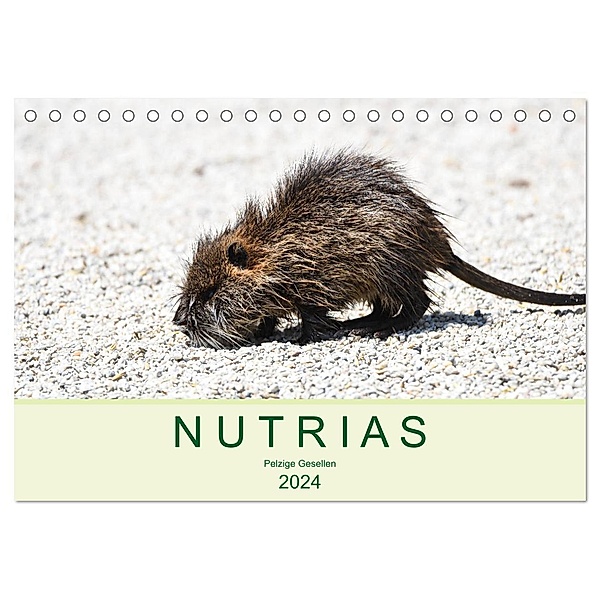 NUTRIAS - Pelzige Gesellen (Tischkalender 2024 DIN A5 quer), CALVENDO Monatskalender, Robert Styppa