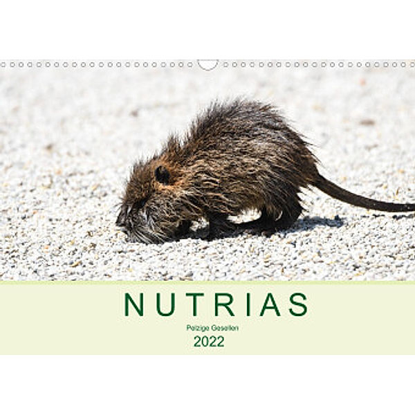 NUTRIAS - Pelzige Gesellen (Wandkalender 2022 DIN A3 quer), Robert Styppa