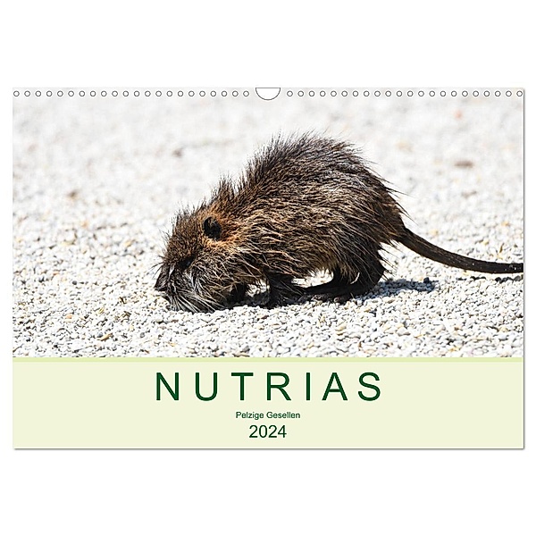 NUTRIAS - Pelzige Gesellen (Wandkalender 2024 DIN A3 quer), CALVENDO Monatskalender, Robert Styppa
