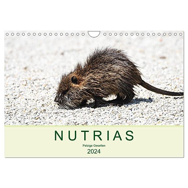 NUTRIAS - Pelzige Gesellen (Wandkalender 2024 DIN A4 quer), CALVENDO Monatskalender, Robert Styppa