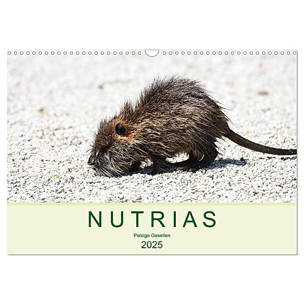 NUTRIAS - Pelzige Gesellen (Wandkalender 2025 DIN A3 quer), CALVENDO Monatskalender, Calvendo, Robert Styppa