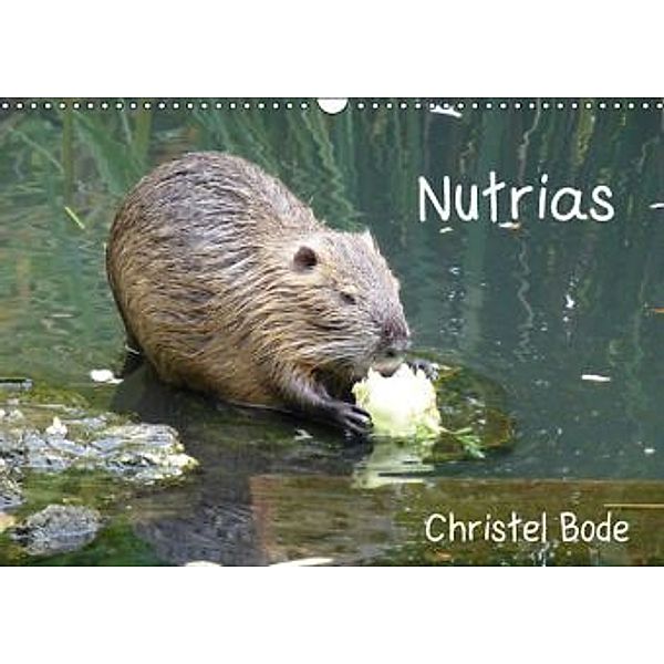 Nutrias (Wandkalender 2015 DIN A3 quer), Christel Bode