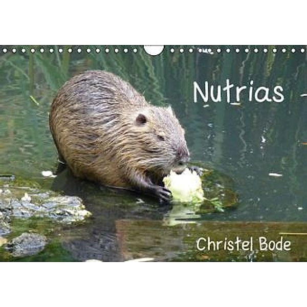 Nutrias (Wandkalender 2015 DIN A4 quer), Christel Bode