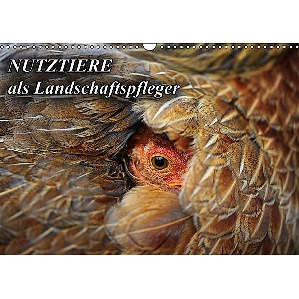 Nutztiere als Landschaftspfleger (Wandkalender 2017 DIN A3 quer), Landschaftspflege mit Biss