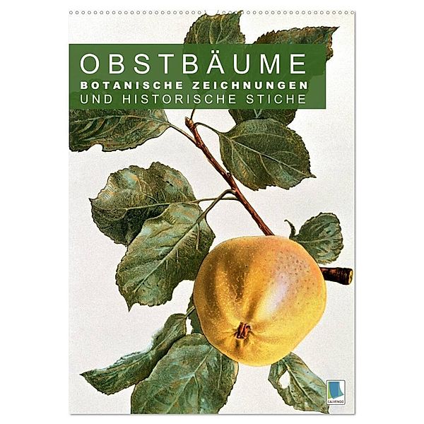 Obstbäume: Botanische Zeichnungen und historische Stiche (Wandkalender 2025 DIN A2 hoch), CALVENDO Monatskalender, Calvendo