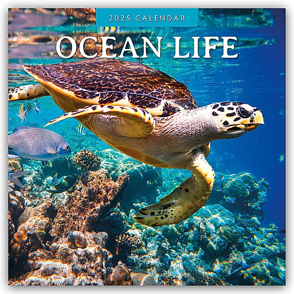 Ocean Life - Leben im Ozean 2025 - 16-Monatskalender, Red Robin Publishing Ltd