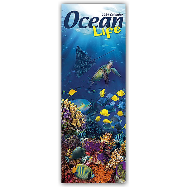 Ocean Life - Lebendige Unterwasserwelt 2024, Avonside Publishing Ltd