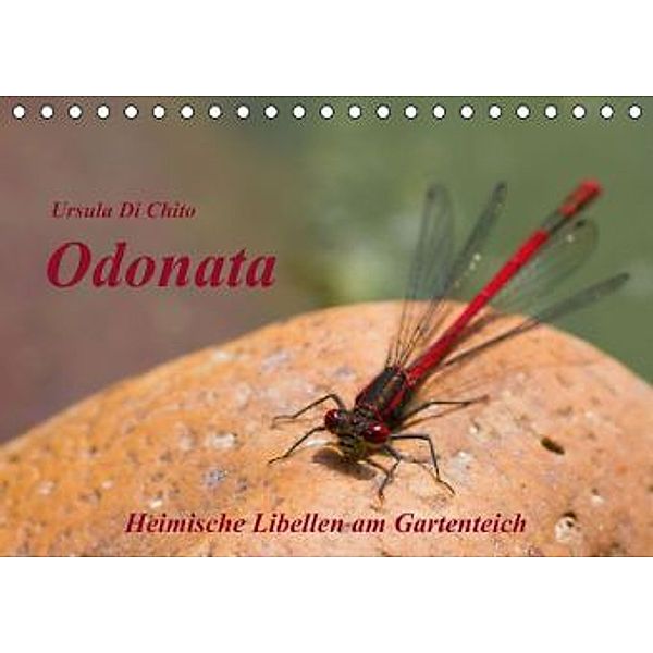 Odonata - Heimische Libellen am Gartenteich (Tischkalender 2015 DIN A5 quer), Ursula Di Chito