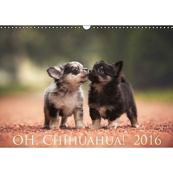 Oh, Chihuahua! 2016 (Wandkalender 2016 DIN A3 quer), Aleksandra Kielreuter
