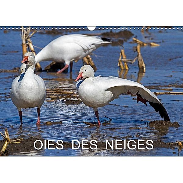 OIES DES NEIGES (Calendrier mural 2023 DIN A3 horizontal), Philippe Henry