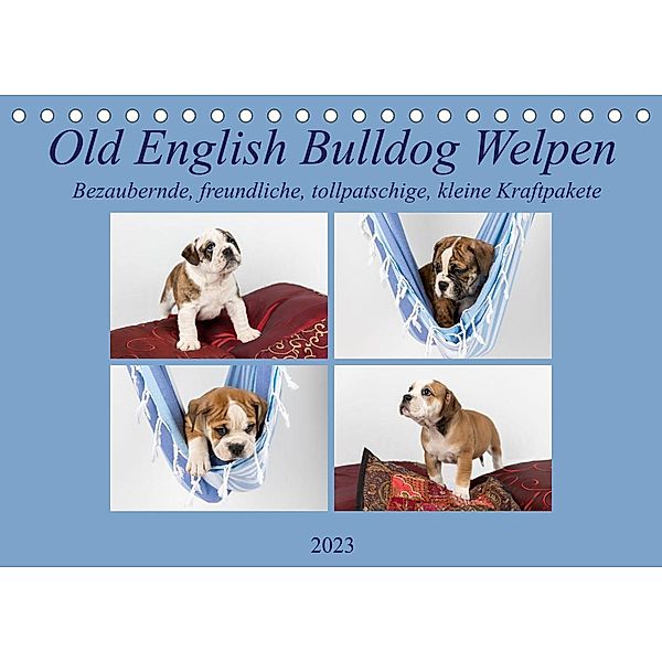 Old English Bulldog Welpen (Tischkalender 2023 DIN A5 quer), Fotodesign Verena Scholze