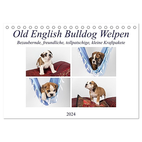 Old English Bulldog Welpen (Tischkalender 2024 DIN A5 quer), CALVENDO Monatskalender, Fotodesign Verena Scholze