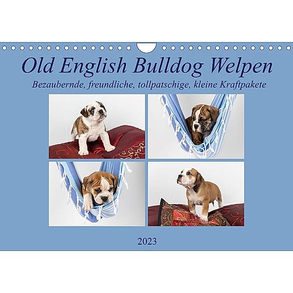 Old English Bulldog Welpen (Wandkalender 2023 DIN A4 quer), Fotodesign Verena Scholze