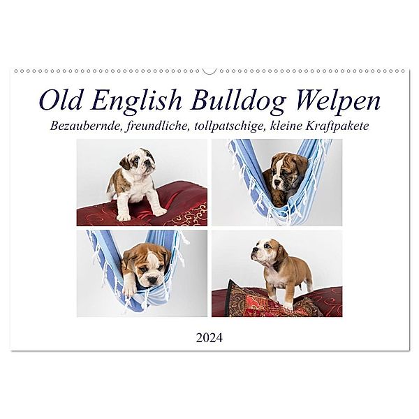 Old English Bulldog Welpen (Wandkalender 2024 DIN A2 quer), CALVENDO Monatskalender, Fotodesign Verena Scholze