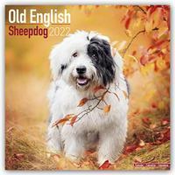 Old English Sheepdog - Bobtails 2022 - 16-Monatskalender, Avonside Publishing Ltd