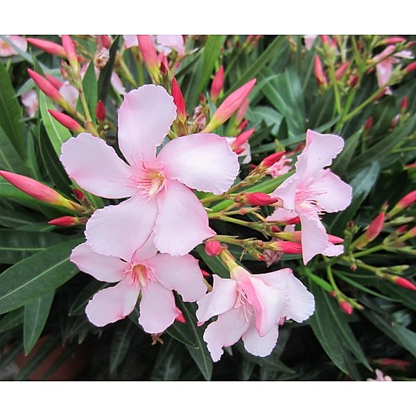 Oleander, XXL, 50-60cm, 1 Busch 4-5 Liter Topf