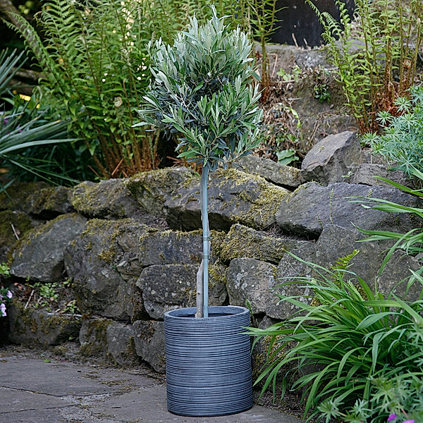 Olivenbaum im 18 cm-Topf